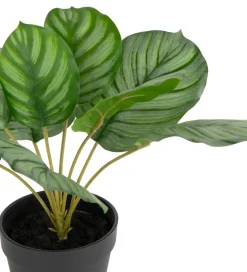 XOOON Calathea Orbifolia H45cm kunstplant in de kleur Groen^ Woonaccessoires