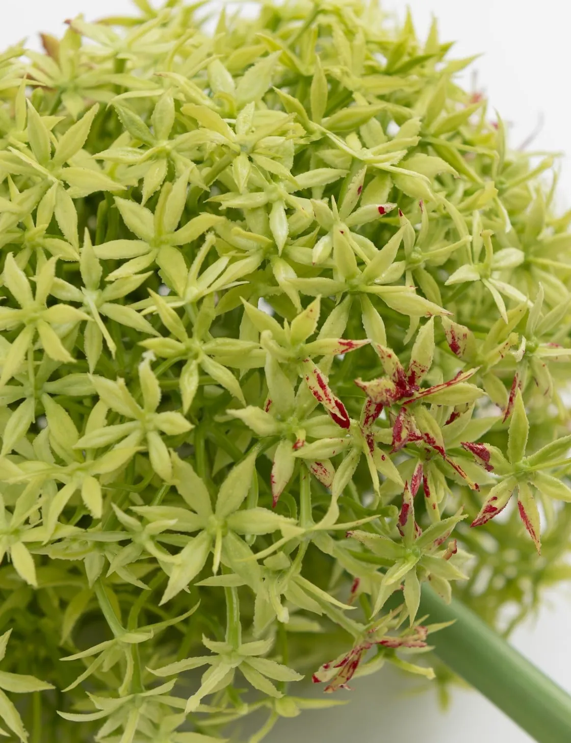 XOOON COCOmaison, Allium spray kunstbloem H90cm - Groen^ Woonaccessoires