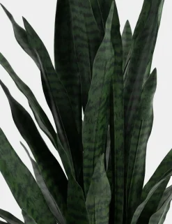 XOOON COCOmaison, Sansevieria kunstplant H115cm - Groen^ Woonaccessoires