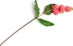 XOOON Medinilla Spray kunstbloem (H110cm) in de kleur Oranje^ Woonaccessoires