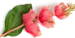 XOOON Medinilla Spray kunstbloem (H110cm) in de kleur Oranje^ Woonaccessoires