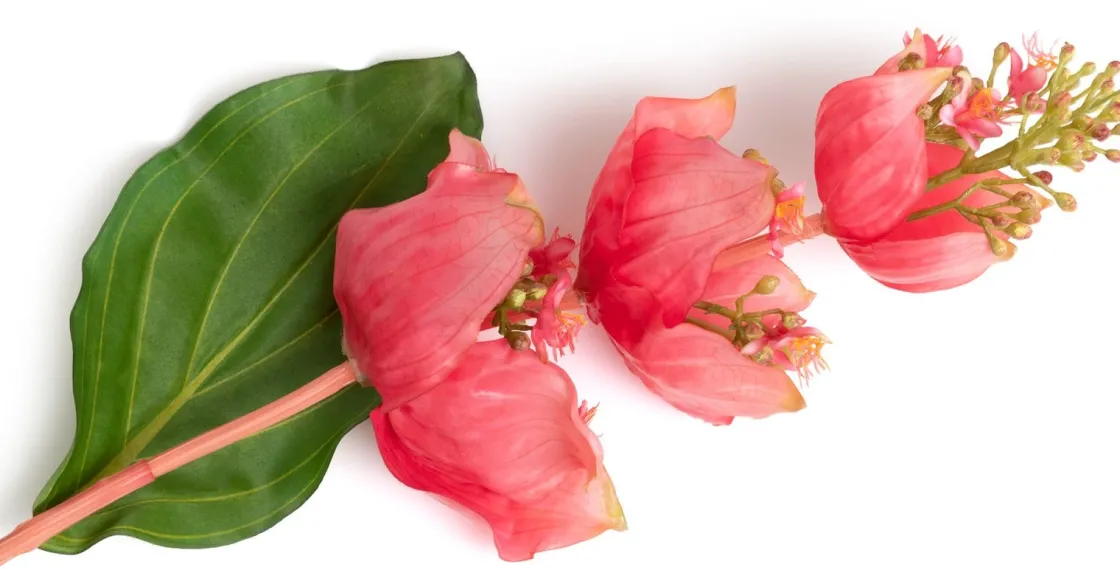 XOOON Medinilla Spray kunstbloem (H110cm) in de kleur Oranje^ Woonaccessoires