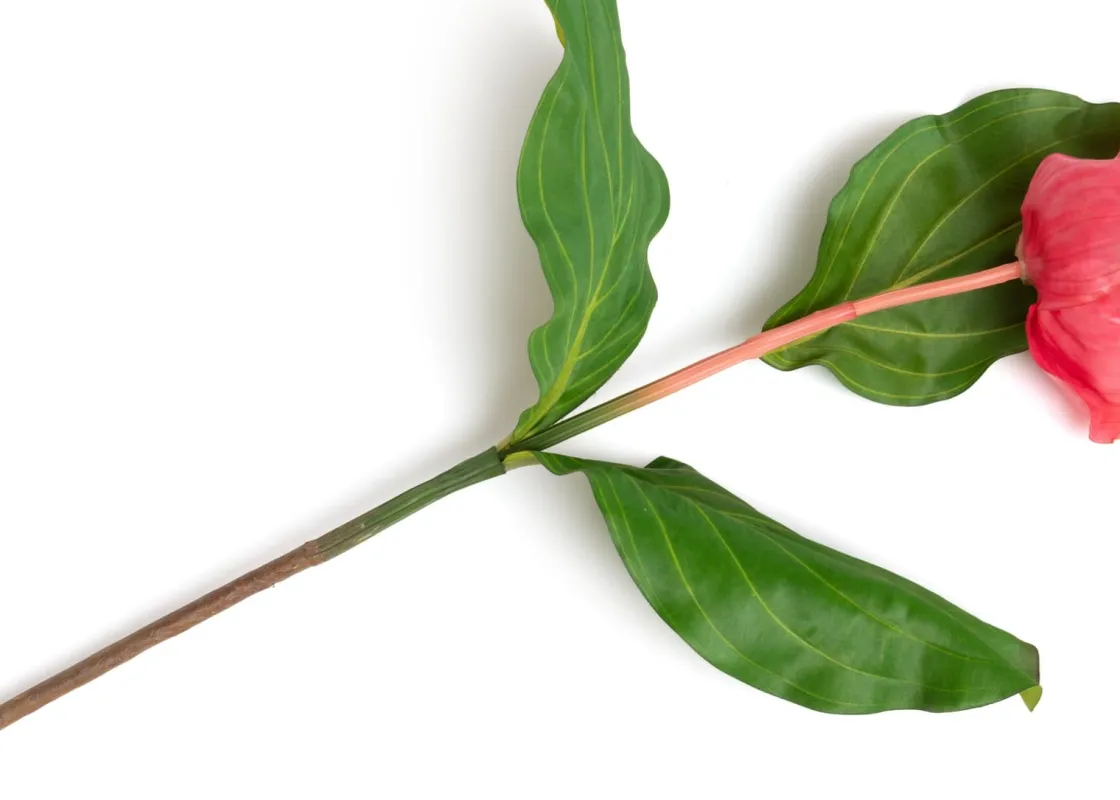 XOOON Medinilla Spray kunstbloem (H110cm) in de kleur Oranje^ Woonaccessoires