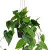 XOOON Philodendron Scandens H80cm in de kleur Groen - COCOmaison^ Woonaccessoires
