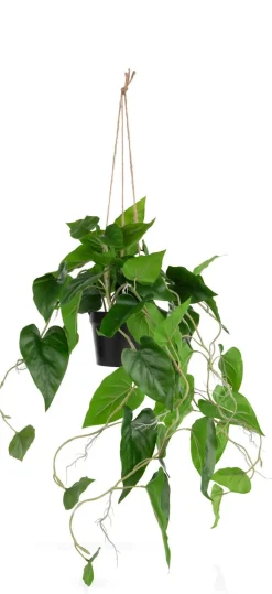 XOOON Philodendron Scandens H80cm in de kleur Groen - COCOmaison^ Woonaccessoires