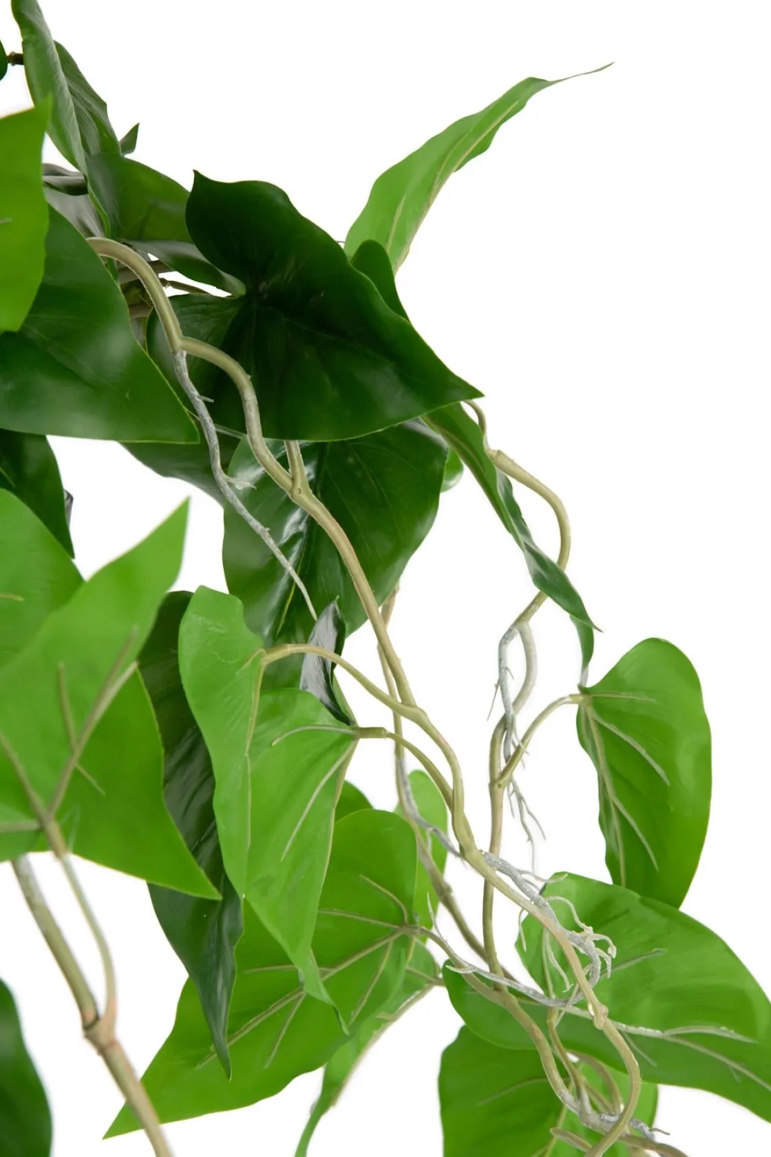 XOOON Philodendron Scandens H80cm in de kleur Groen - COCOmaison^ Woonaccessoires