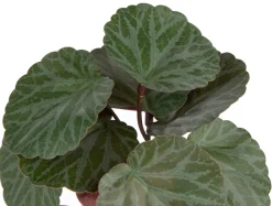XOOON Saxifrage Mini Bush H13cm kunstbloem in de kleur Groen^ Woonaccessoires
